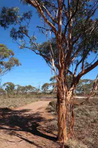 An unserem Campingplatz. Die Eukalyptusbäume häuten sich...sieht doch mega aus, oder?!