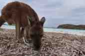 Die Kängurus von Lucky Bay - ganz schön Neugierig