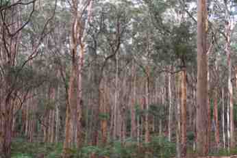 Karri Forest