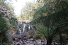 Wasserfall im Beech Forest