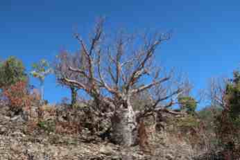 Baobab im Gregory Nationalpark