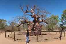 Prison Baobab